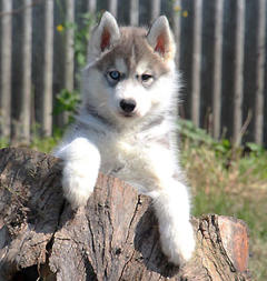 Siberian Husky Nordic Fire