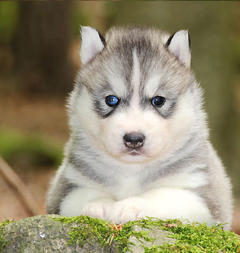 Siberian Husky Nordic Fire