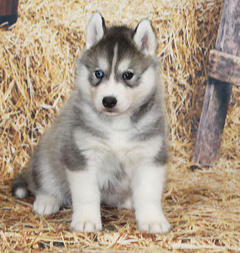 Siberian Husky Nordic Fire