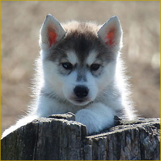 Siberian Husky Nordic Fire