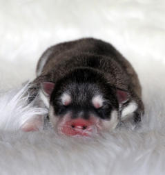 Siberian Husky Nordic Fire