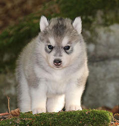 Siberian Husky Nordic Fire