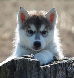 Siberian Husky Nordic Fire