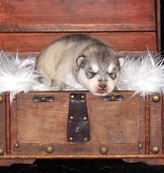 Siberian Husky Nordic Fire