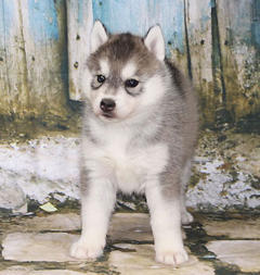 Siberian Husky Nordic Fire