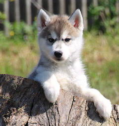 Siberian Husky Nordic Fire