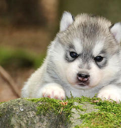 Siberian Husky Nordic Fire