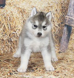 Siberian Husky Nordic Fire