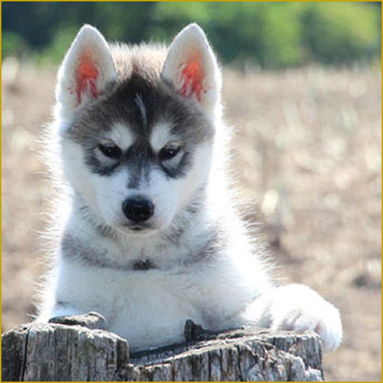 Siberian Husky Nordic Fire
