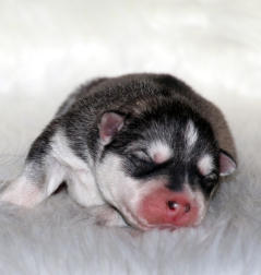 Siberian Husky Nordic Fire