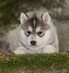 Siberian Husky Nordic Fire