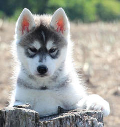 Siberian Husky Nordic Fire