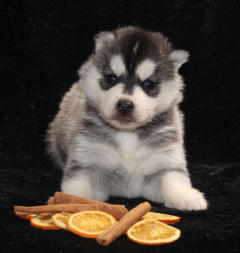 Siberian Husky Nordic Fire