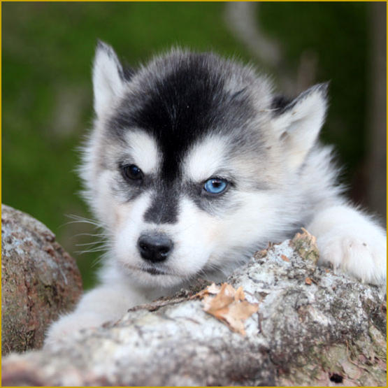 Siberian Husky Nordic Fire