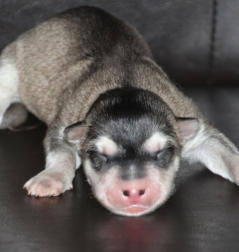 Siberian Husky Nordic Fire