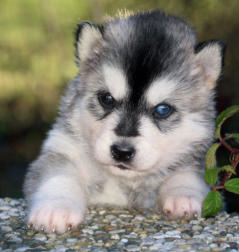 Siberian Husky Nordic Fire