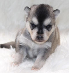Siberian Husky Nordic Fire