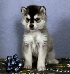 Siberian Husky Nordic Fire