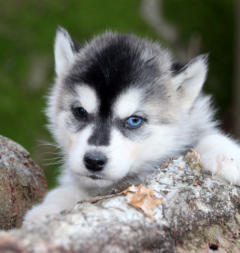 Siberian Husky Nordic Fire
