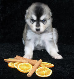 Siberian Husky Nordic Fire