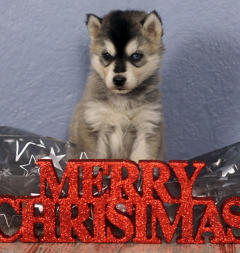 Siberian Husky Nordic Fire