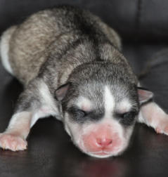 Siberian Husky Nordic Fire