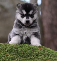 Siberian Husky Nordic Fire