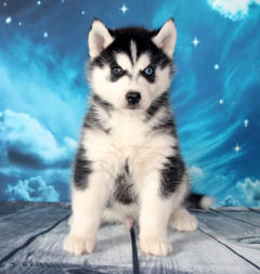 Siberian Husky Nordic Fire