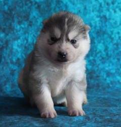 Siberian Husky Nordic Fire
