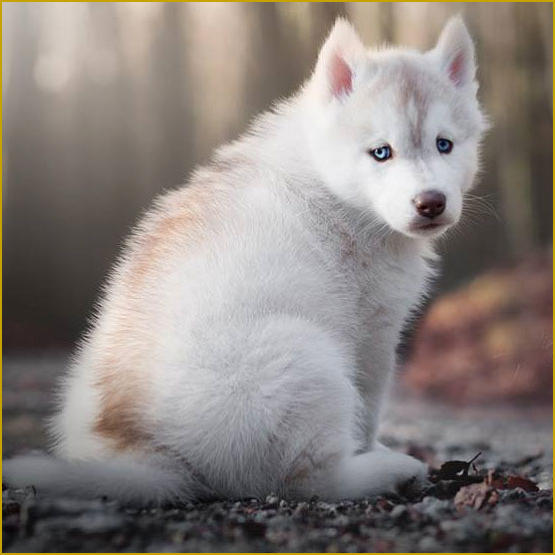 Siberian Husky Nordic Fire