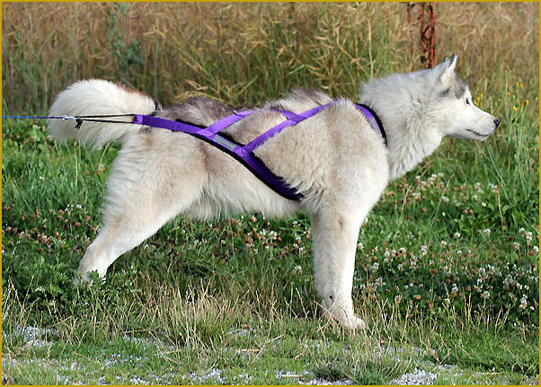 Siberian Husky Nordic Fire