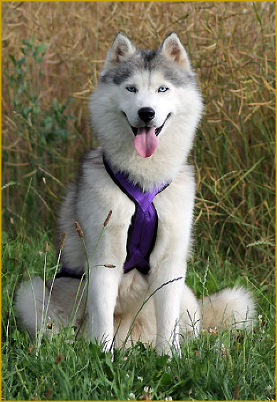 Siberian Husky Nordic Fire