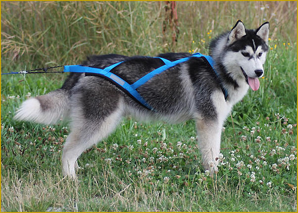 Siberian Husky Nordic Fire