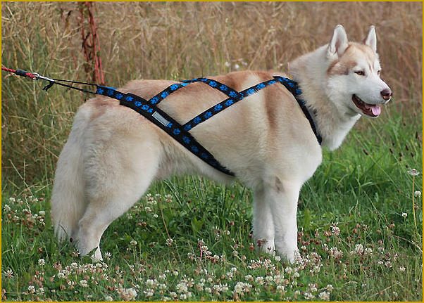 Siberian Husky Nordic Fire