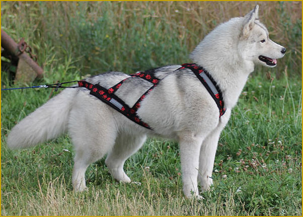 Siberian Husky Nordic Fire