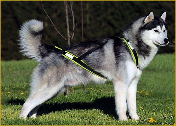 Siberian Husky Nordic Fire