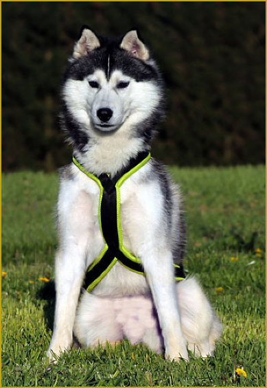 Siberian Husky Nordic Fire