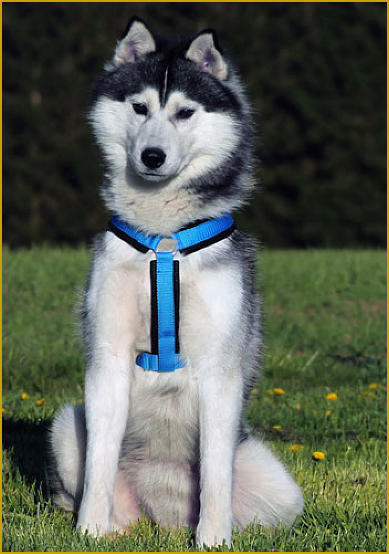 Siberian Husky Nordic Fire