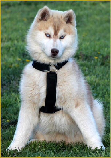 Siberian Husky Nordic Fire