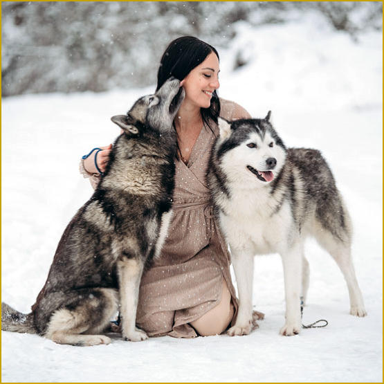 Siberian Husky Nordic Fire