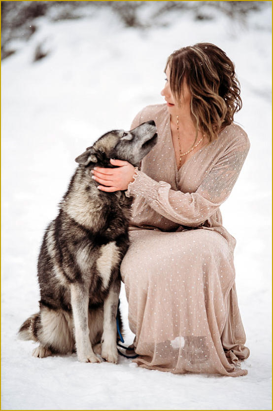 Siberian Husky Nordic Fire