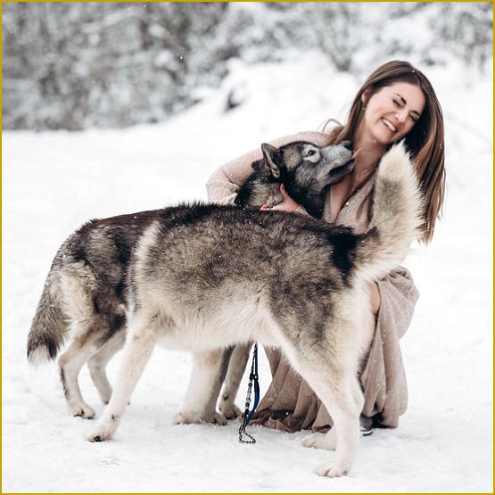 Siberian Husky Nordic Fire