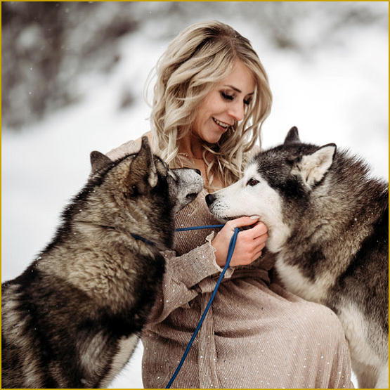 Siberian Husky Nordic Fire