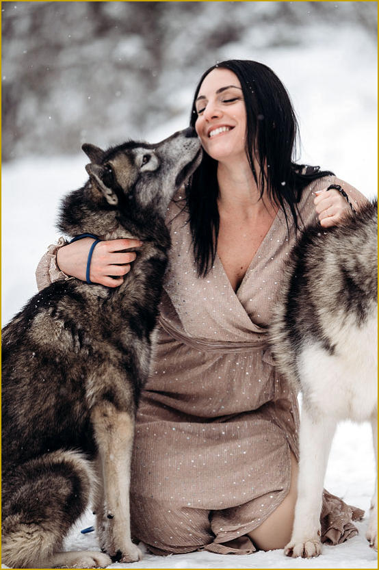 Siberian Husky Nordic Fire