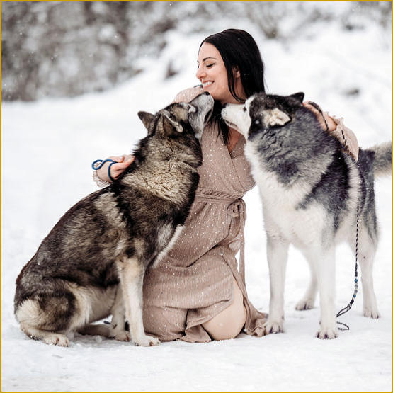 Siberian Husky Nordic Fire