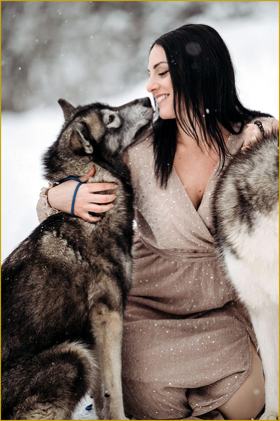 Siberian Husky Nordic Fire