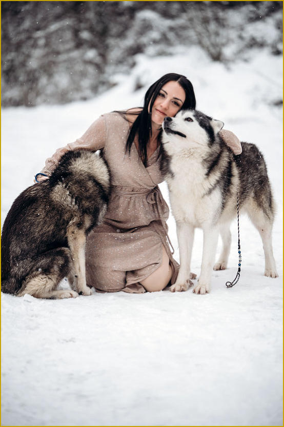Siberian Husky Nordic Fire
