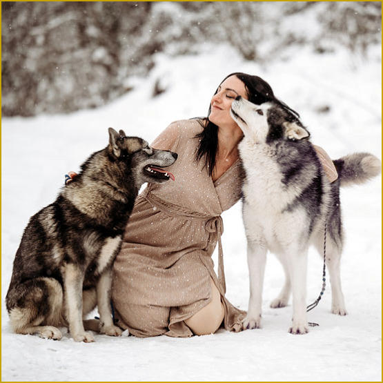 Siberian Husky Nordic Fire