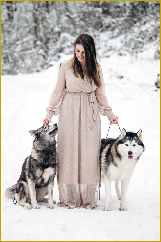 Siberian Husky Nordic Fire