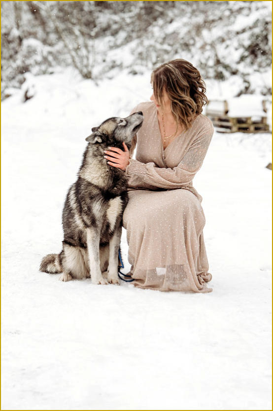 Siberian Husky Nordic Fire